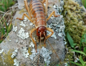 Giant NZ Weta